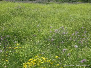 rme santa Venera27-04-2014 18-12-51